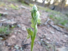 Pterostylis bicolor