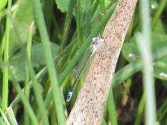 Ischnura elegans elegans