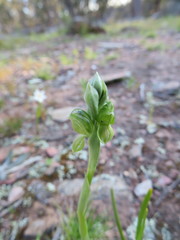 Pterostylis bicolor