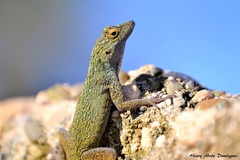 Anolis