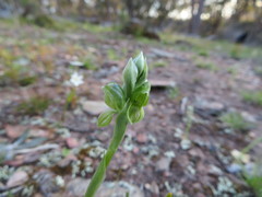 Pterostylis bicolor