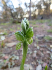 Pterostylis bicolor