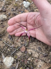 Caladenia polychroma