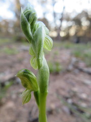 Pterostylis bicolor