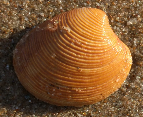 Striped Venus, Noordwijk, Zuid-Holland, Netherlands, photo 7 of 10