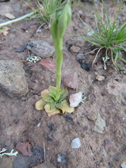Pterostylis bicolor