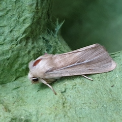 Mythimna litoralis
