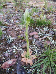 Pterostylis bicolor