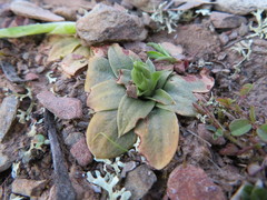 Pterostylis bicolor