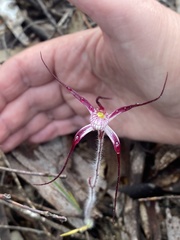 Caladenia polychroma