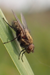 Pollenia rudis