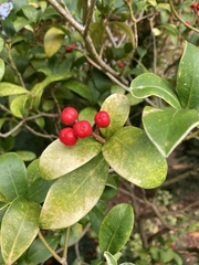 Skimmia