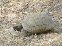 Testudo graeca