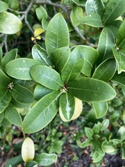Skimmia