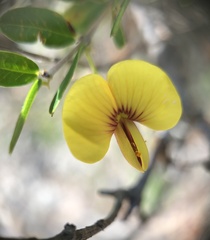 Bossiaea kiamensis