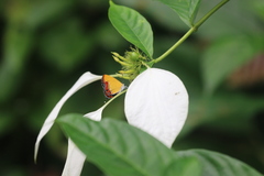 Heliophorus