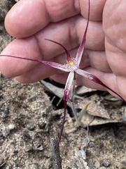 Caladenia polychroma