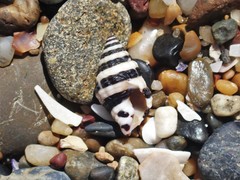 Engina zonalis