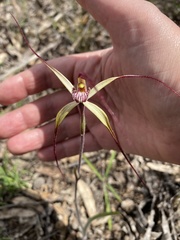 Caladenia polychroma
