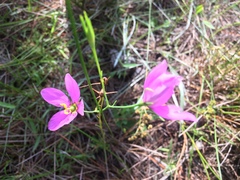 Sabatia grandiflora