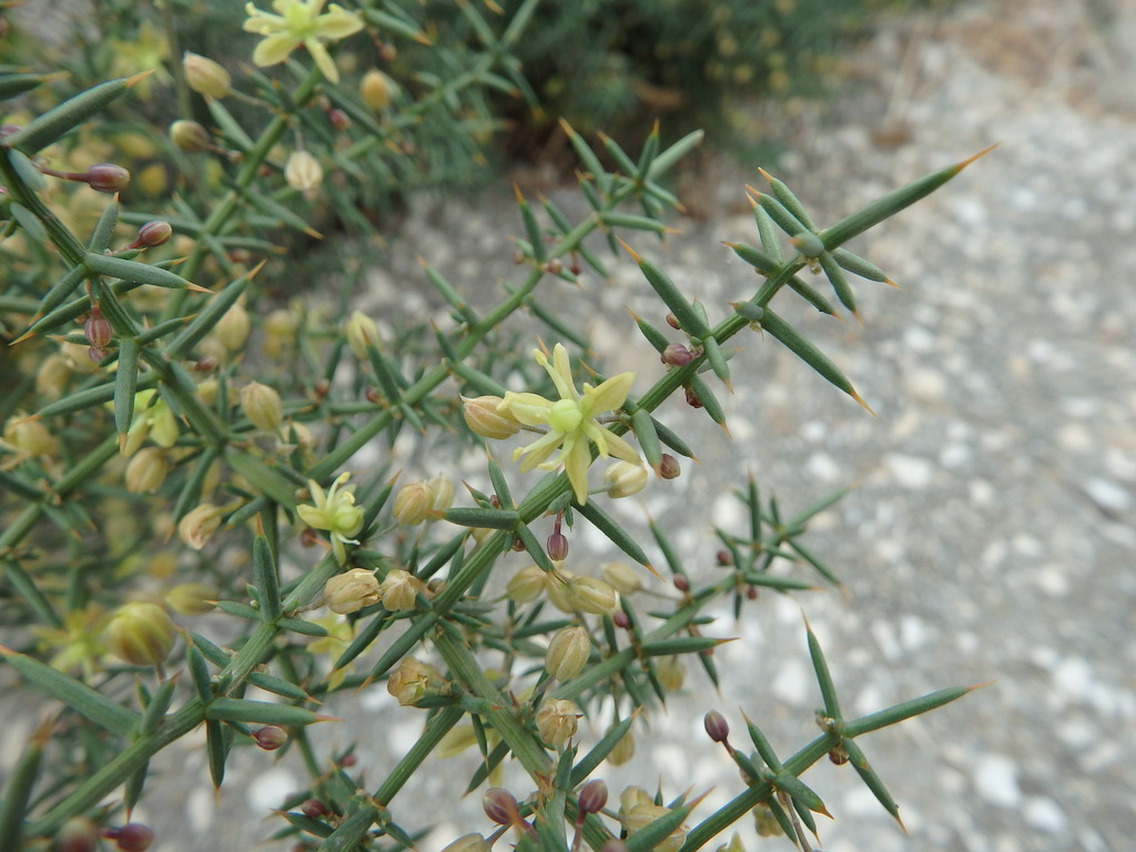 Esparraguera