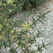 Mediterranean Asparagus - Photo (c) Duarte Frade, some rights reserved (CC BY), uploaded by Duarte Frade