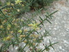 Mediterranean Asparagus - Photo (c) Duarte Frade, some rights reserved (CC BY), uploaded by Duarte Frade