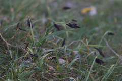 Carex atrata