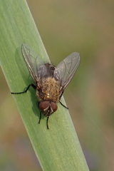 Pollenia rudis