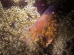 Zenopontonia noverca