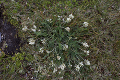 Astragalus australis
