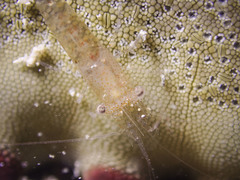 Zenopontonia noverca