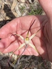 Caladenia straminichila