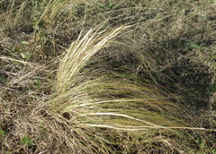Stipa tirsa