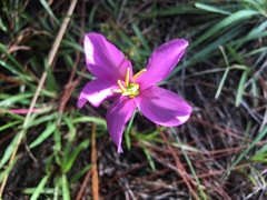 Sabatia grandiflora