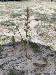 Prasophyllum gracile