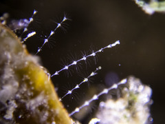 Antennella
