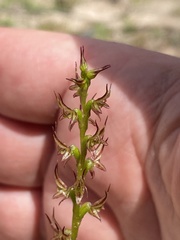 Prasophyllum gracile