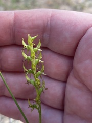 Prasophyllum gracile
