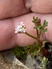 Trachymene cyanopetala