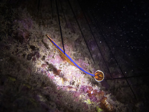 Photo of Flagtail pipefish (Doryrhamphus excisus)