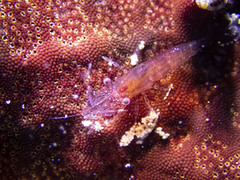 Zenopontonia noverca