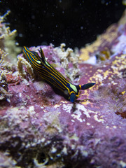 Tambja victoriae