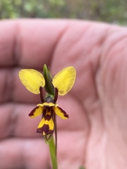 Diuris laxiflora