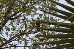 Streptopelia hypopyrrha