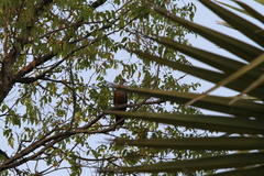 Streptopelia hypopyrrha