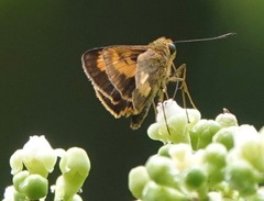 Oriens paragola
