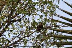 Streptopelia hypopyrrha