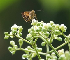 Oriens paragola
