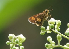 Oriens paragola